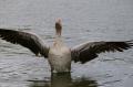  Le parc du lac - Evry Courcouronnes  - Les Canards du Lac Les canards du Lac 021